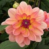 Orange flower